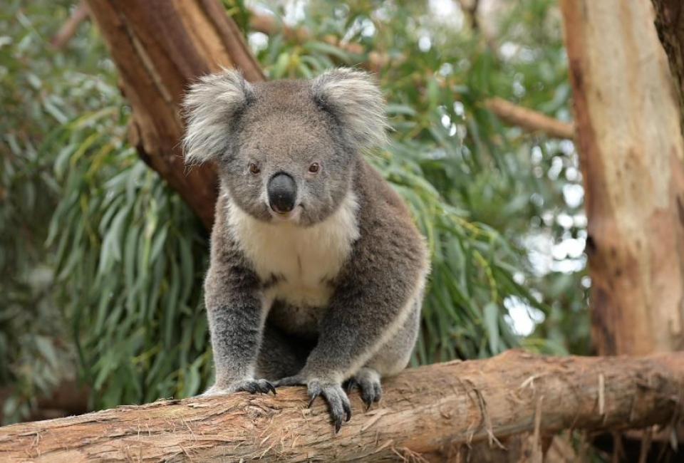 Koala Conservation Partnership MNCJO